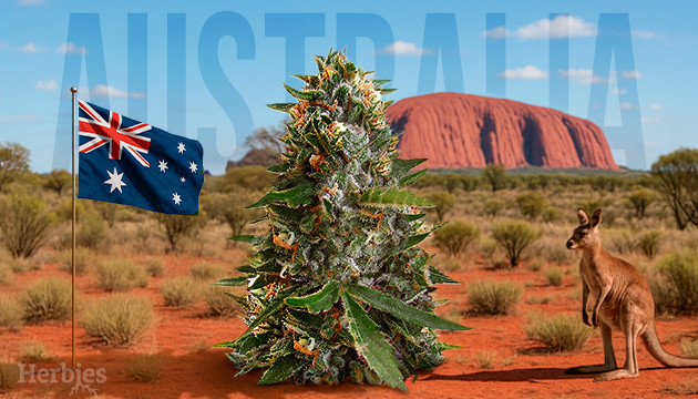 how to grow cannabis outdoors in australia