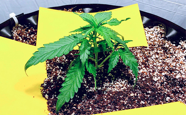 LDS cannabis strain vegetative stage