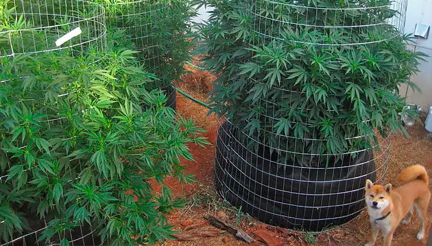 marijuana plants flowering