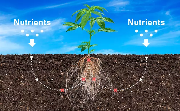 what is nutrient lockout in cannabis