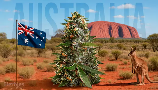how to grow cannabis outdoors in australia