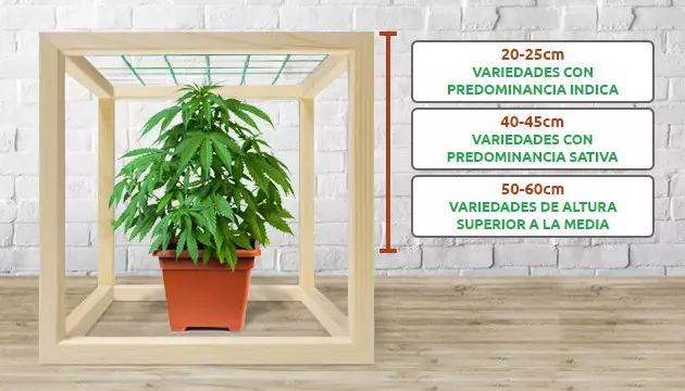 scrog primer paso