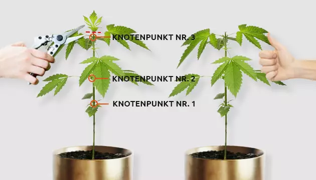 wie man eine Marihuana-Pflanze toppt