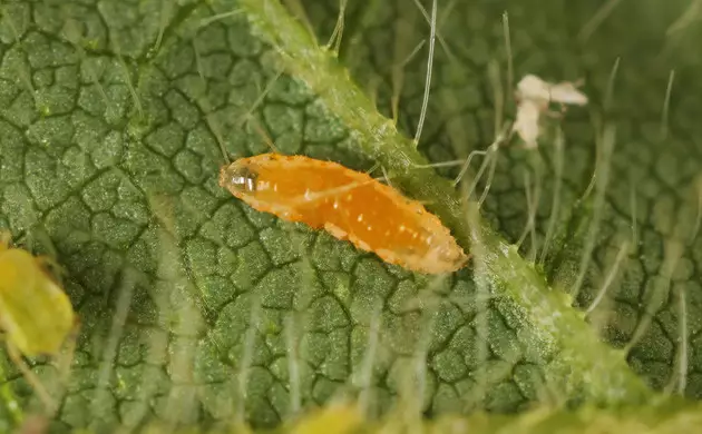 Predatory Midge
