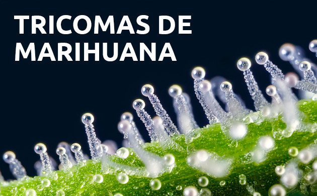 tricomas de cannabis