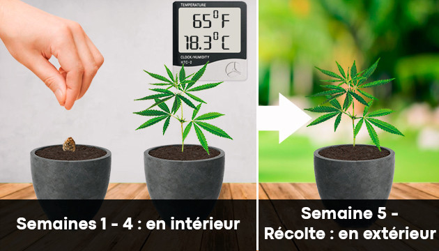 growing outdoor cannabis in pots