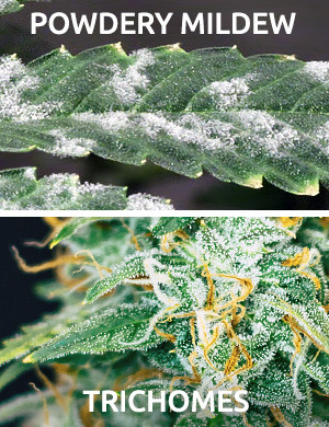 powdery mildew trichomes