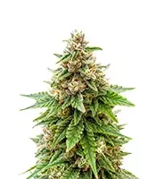 Biscotti (Barney's Farm)