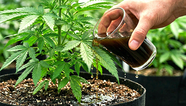 using molasses on plants