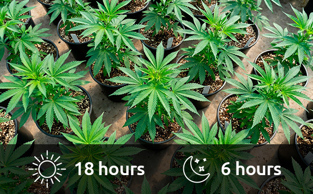 best light for vegetative growth