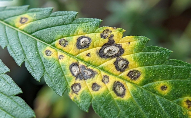 Tips for identifying leaf septoria brown spots on cannabis leaves