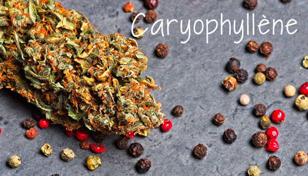 Caryophyllène – Doux et boisé