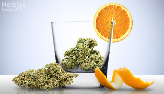 rehydrater le cannabis sec