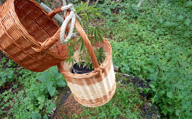 Cannabis trellising