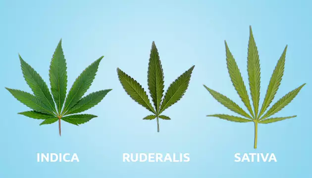autoflowering strain