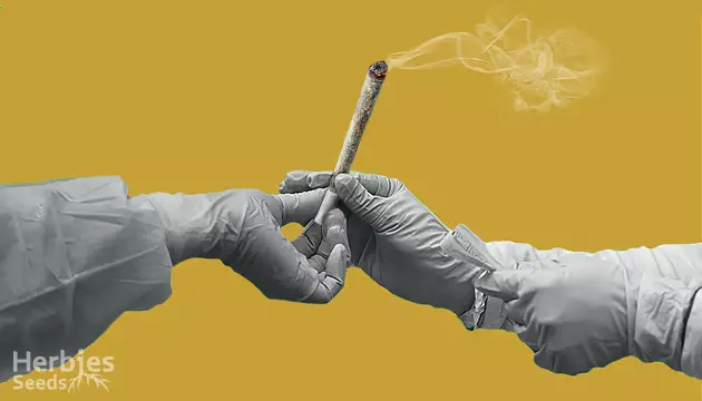marijuana and COVID-19