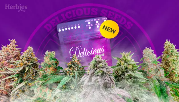 novas strains da delicious seeds
