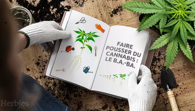 faire pousser du cannabis