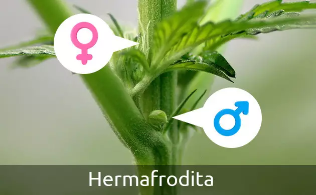 de marihuana hermafrodita