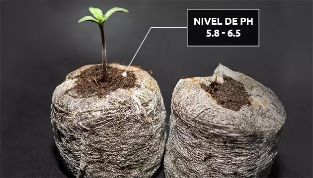 marihuana en fibra de coco