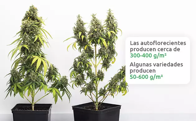 cuanto rinden las autoflorecientes