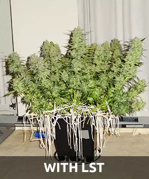 low stress training results