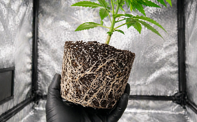 cannabis pots