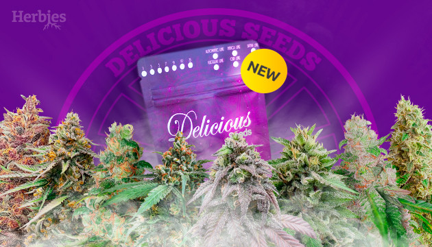 new strains from delicious seeds 