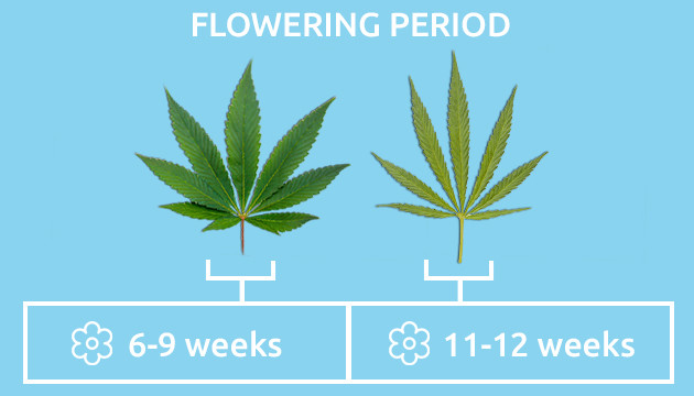 growing indica vs sativa