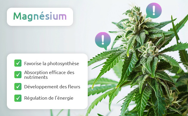 pourquoi le magnesium est essentiel pour la culture du cannabis