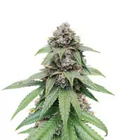 Triple G fem cannabis seeds for sale Triple G (RQS)