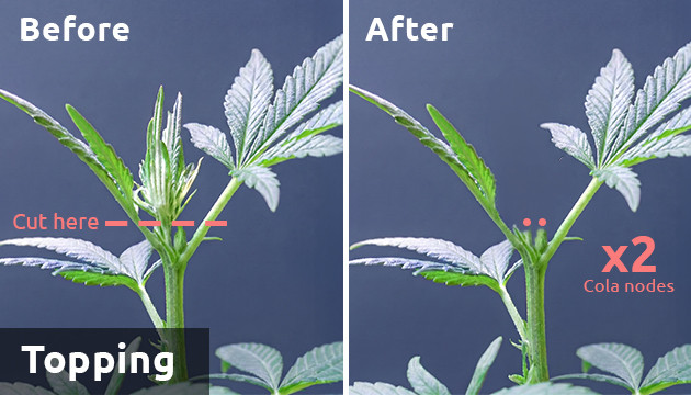 topping marijuana