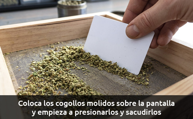 extraccion de polen marihuana