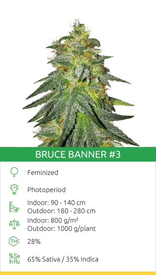 Bruce Banner #3