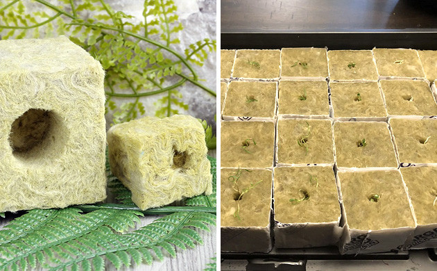How to germinate cannabis seeds in rockwool