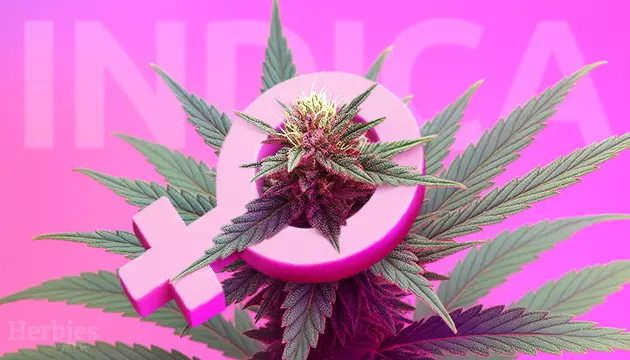 top 10 indica cannabis strains