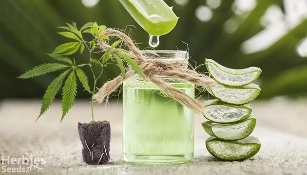 Cloning cannabis with aloe