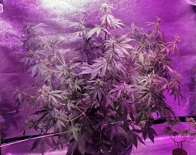 Granddaddy Purple grow journal