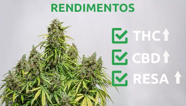 High stress training cannabis