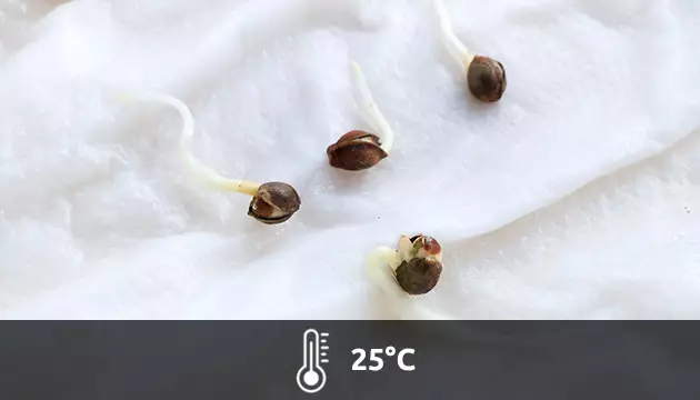 temperatura ideal esquejes marihuana