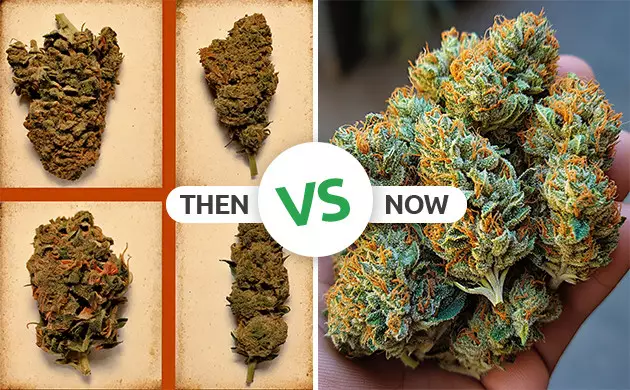 cannabis in 80s