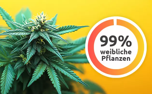 was sind feminisierte samen