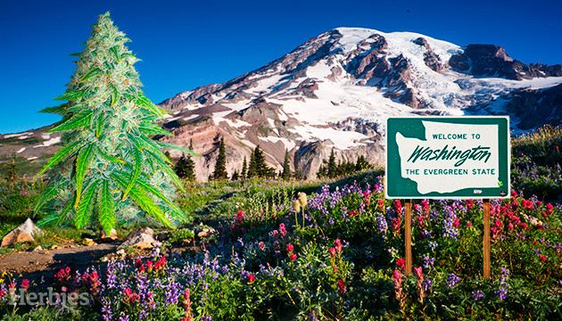 marijuana seeds in Washington