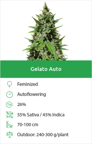 Gelato Auto free seeds