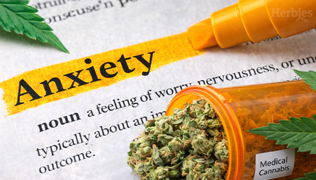 Growing Best CBD Marijuana Strains for Anxiety Growing Best CBD Marijuana Strains for Anxiety