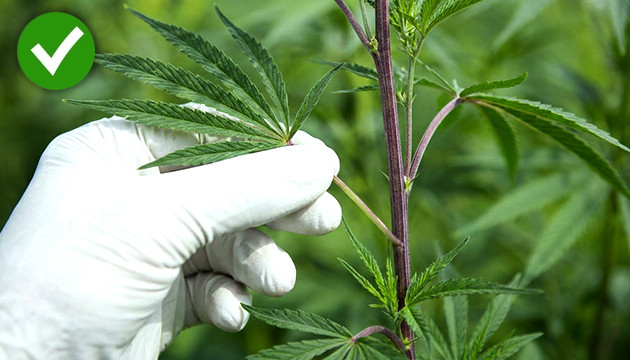 Leaves turning neon green or purple is a common reaction to stress autoflower defoliation