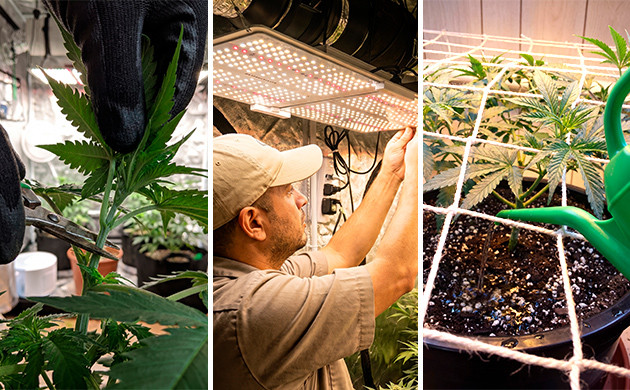 technique du scrog cannabis