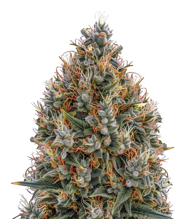 Big Bang Auto (Green House Seeds)