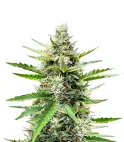 Humboldt Dream Autoflower feminized seeds for sale Humboldt Dream Autoflower (Humboldt Seed Company)