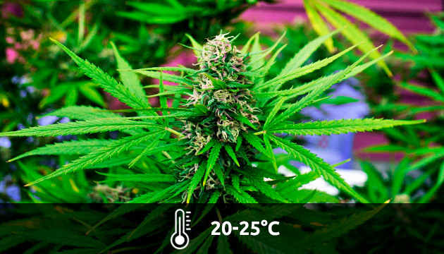  temperatura floracion marihuana